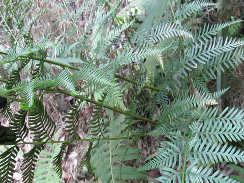 Imagem de Pteris tremula R. Br.