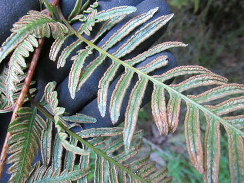 Imagem de Pteris tremula R. Br.