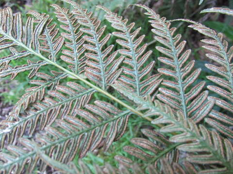 Imagem de Pteris tremula R. Br.