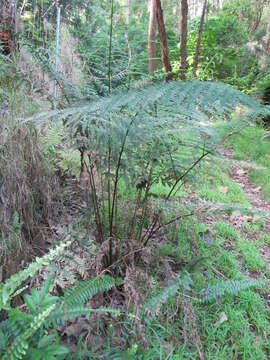 Imagem de Pteris tremula R. Br.