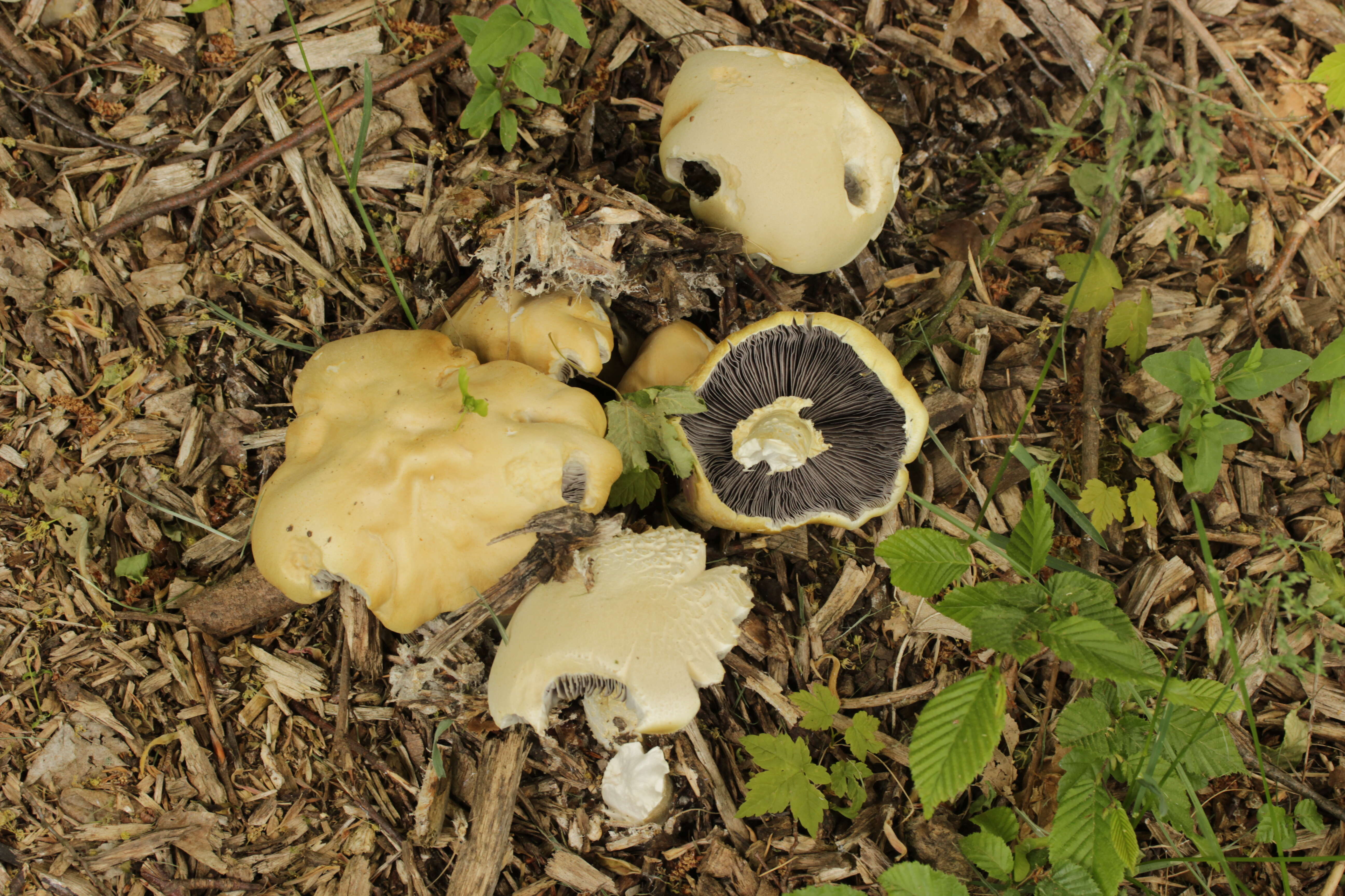 Image of Burgundy mushroom