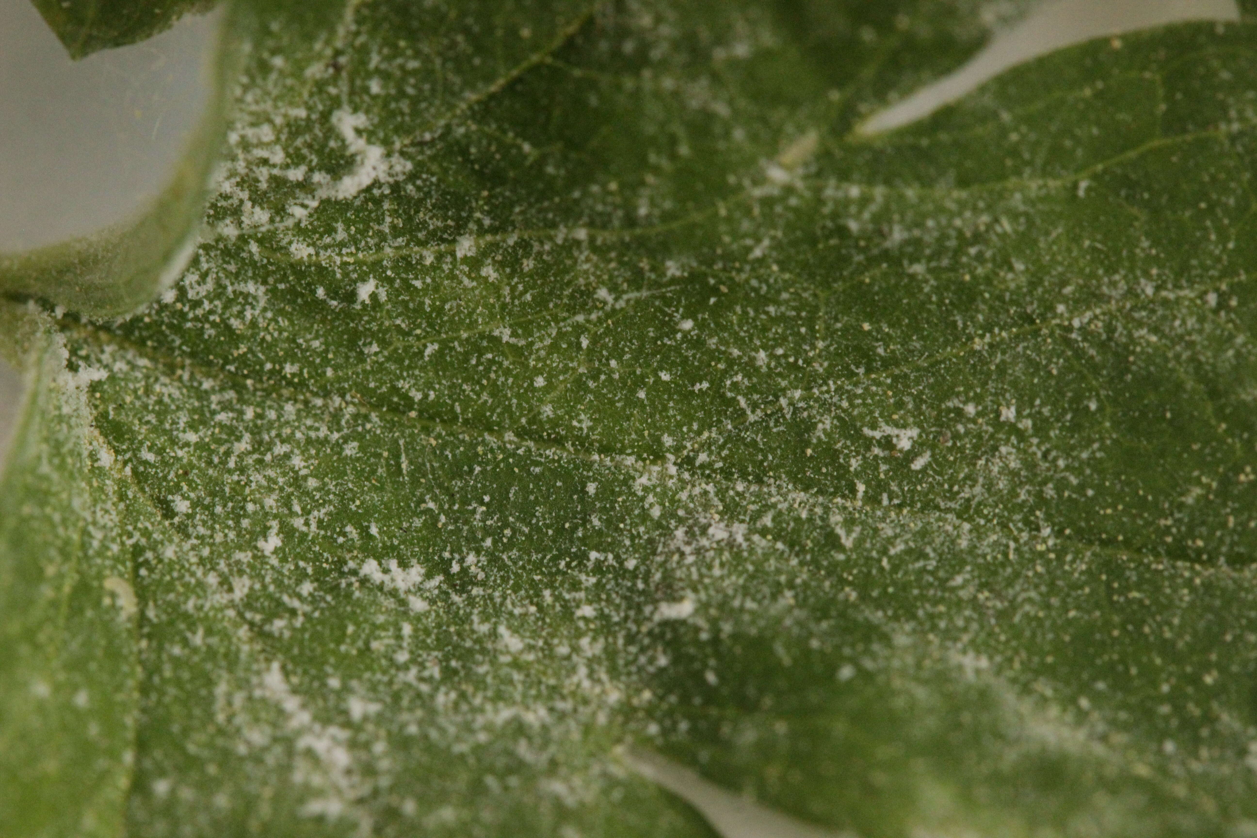 Image of European gooseberry