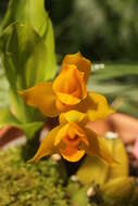 Image of Sweet scented Lycaste