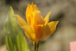 Image of Sweet scented Lycaste