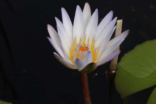 Image of Cape Blue Water-Lily