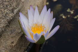 Image of Cape Blue Water-Lily