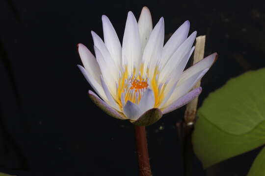 Image of Cape Blue Water-Lily