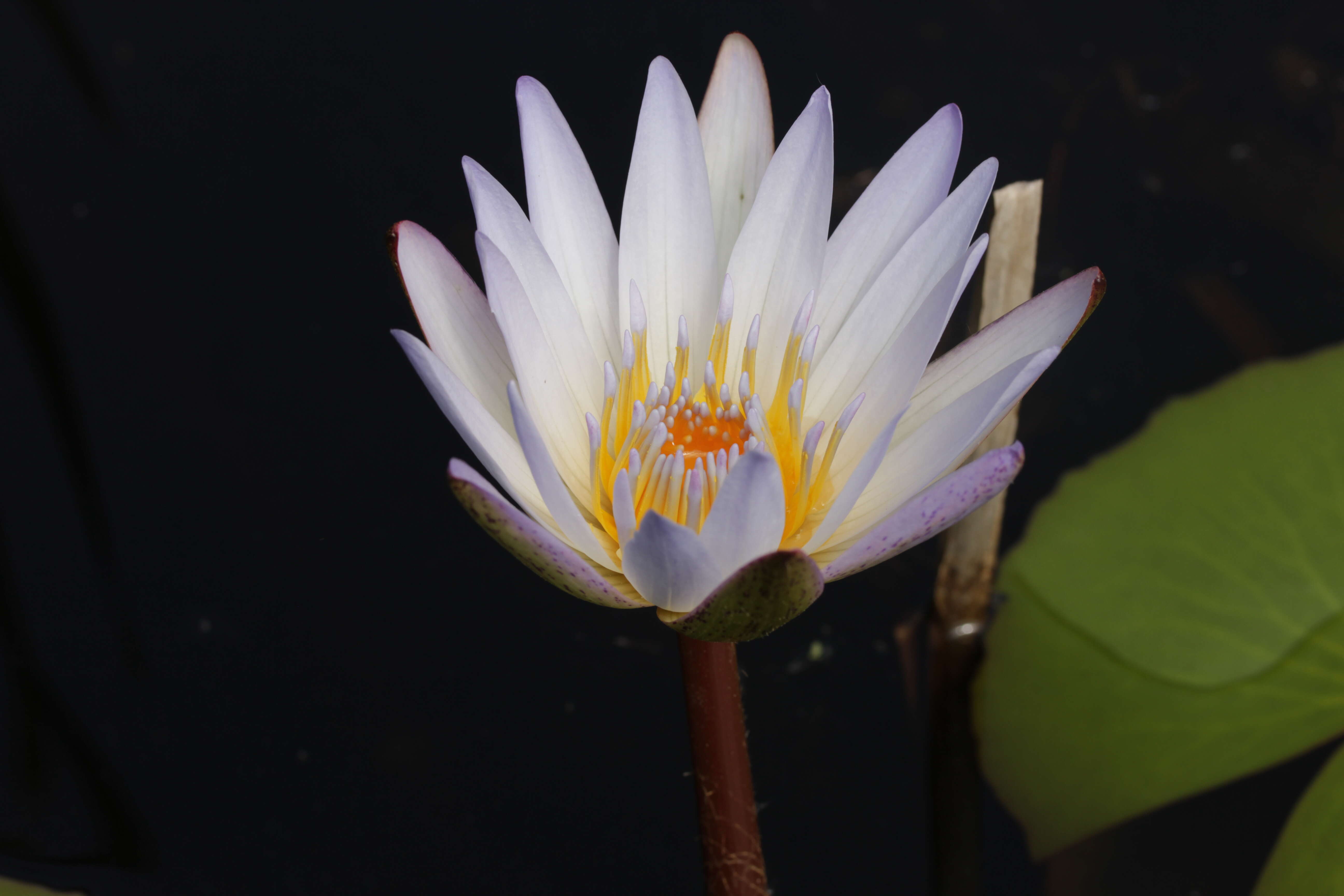 Image de Nénuphar bleu