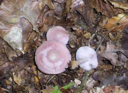 Image of Mycena rosea Gramberg 1912