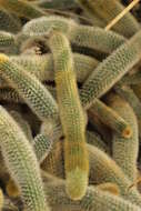 صورة Cleistocactus winteri D. R. Hunt