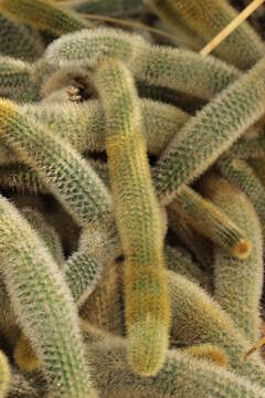 صورة Cleistocactus winteri D. R. Hunt