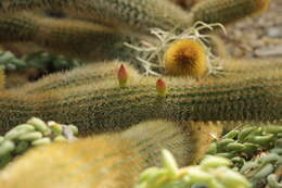 صورة Cleistocactus winteri D. R. Hunt