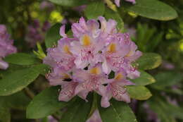 Plancia ëd Rhododendron minus Michx.