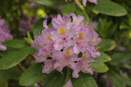 Plancia ëd Rhododendron minus Michx.