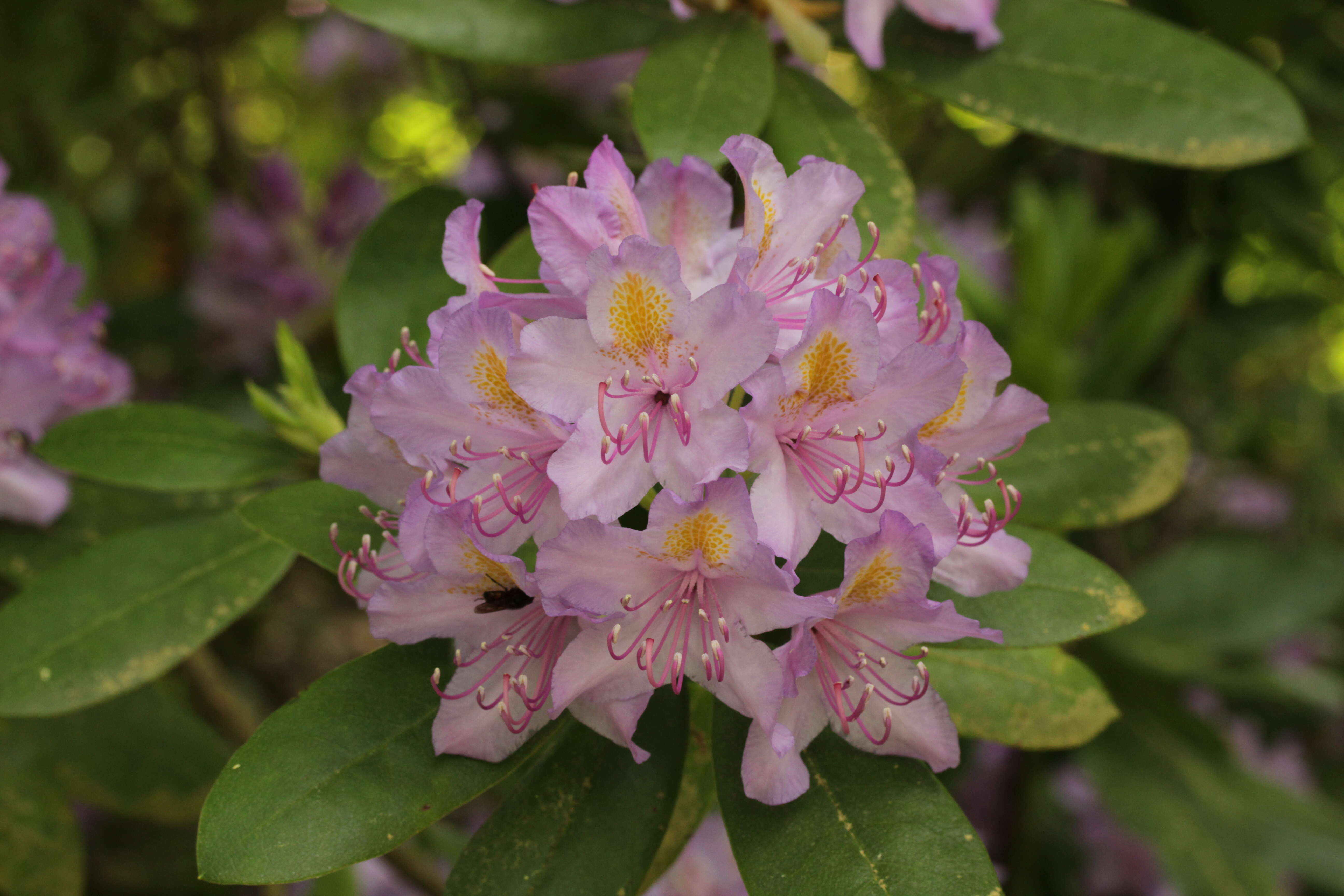 Plancia ëd Rhododendron minus Michx.