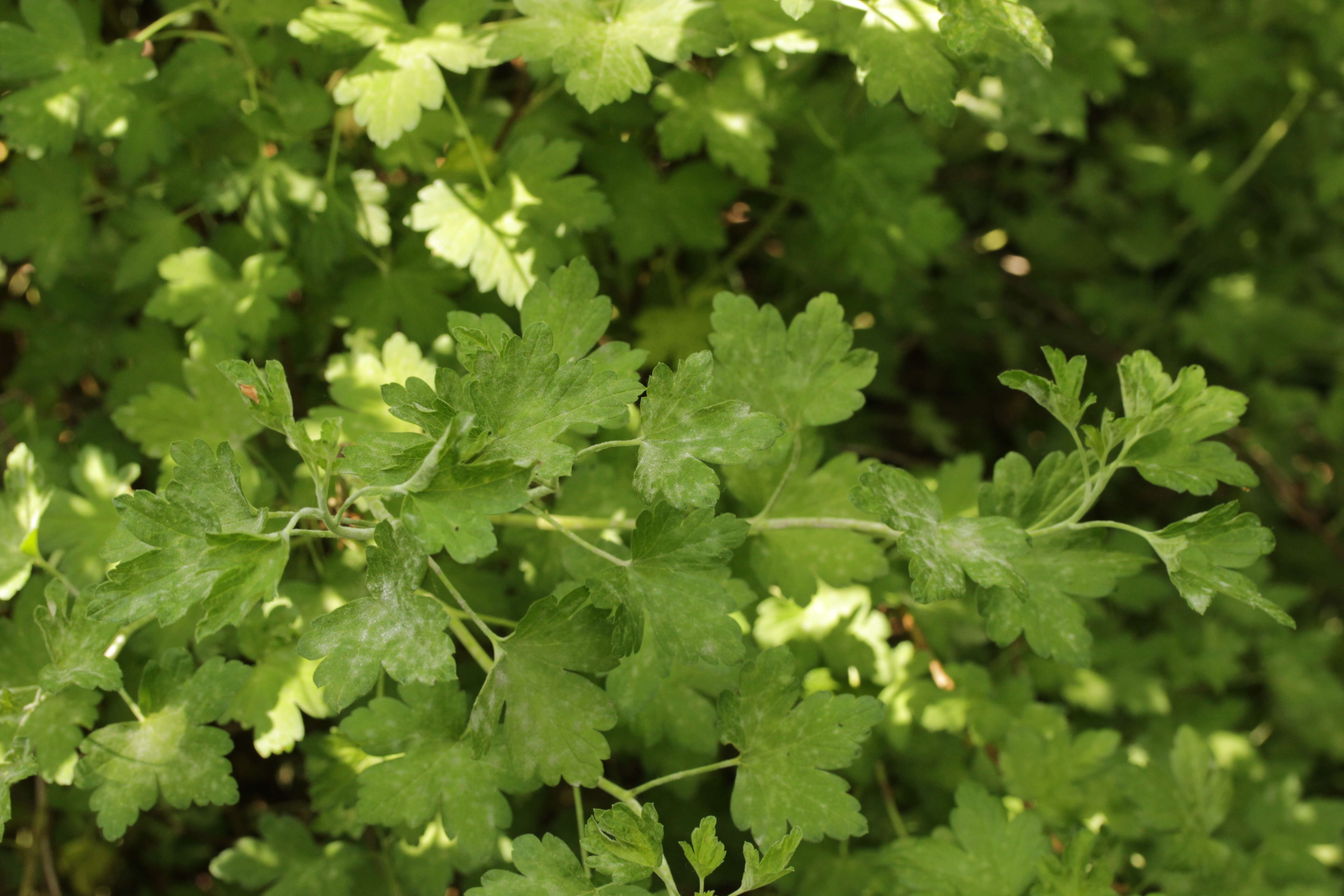 Image of European gooseberry