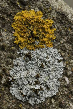 Image of Blue-gray rosette lichen