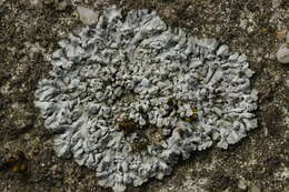 Image of Blue-gray rosette lichen