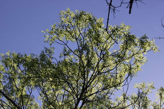 Image of European ash