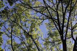 Image of European ash