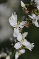 Image of Libertia ixioides (G. Forst.) Spreng.