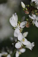 Image of Libertia ixioides (G. Forst.) Spreng.