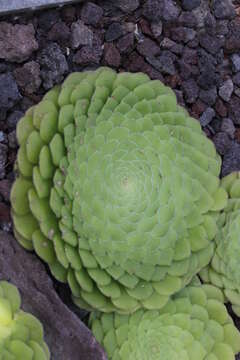 Imagem de Aeonium tabuliforme