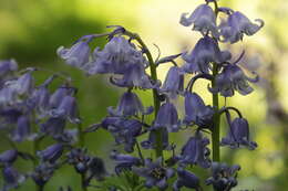 Image of Common Bluebell