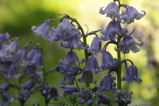 Image de jacinthe des bois