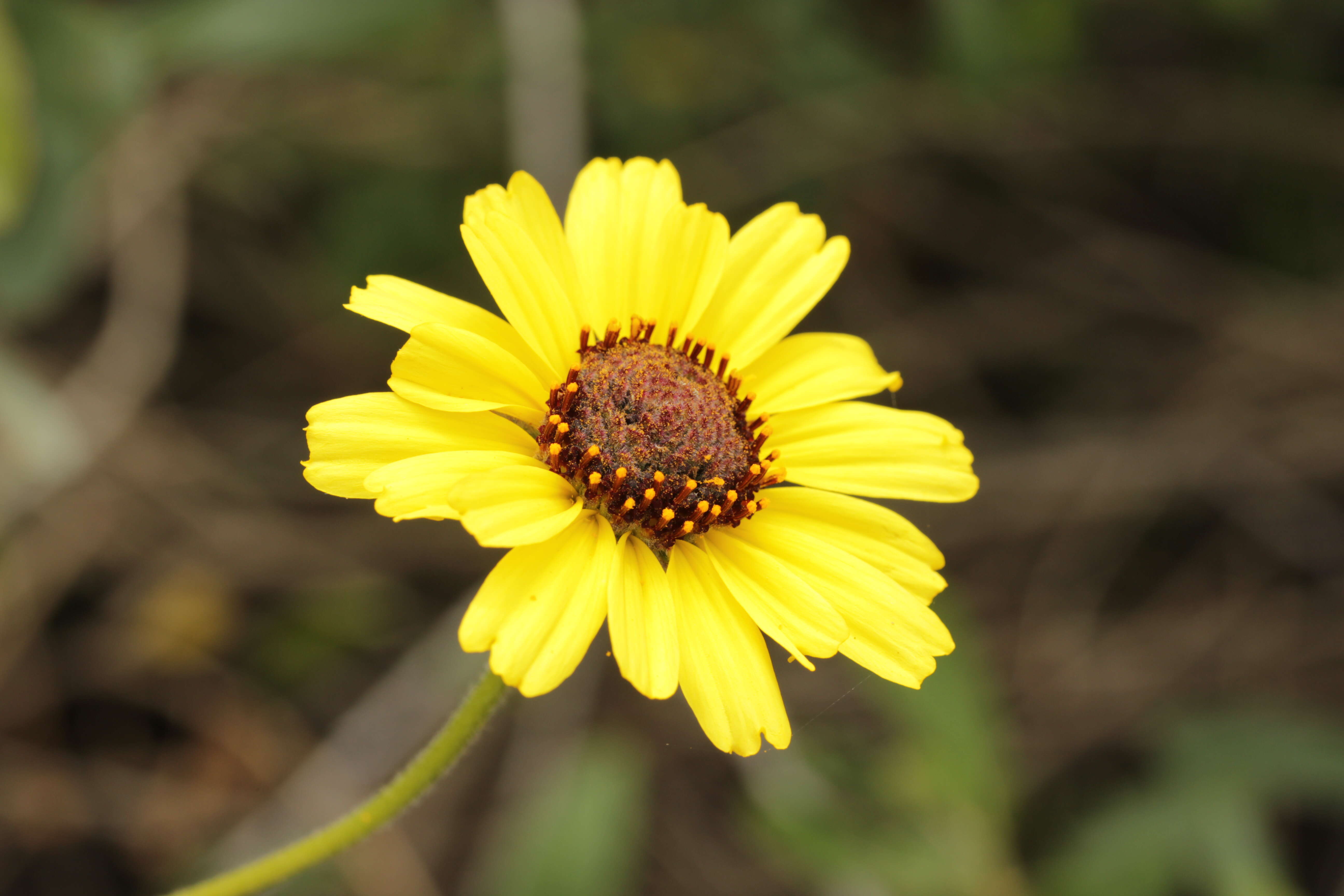 Image of California sunflower