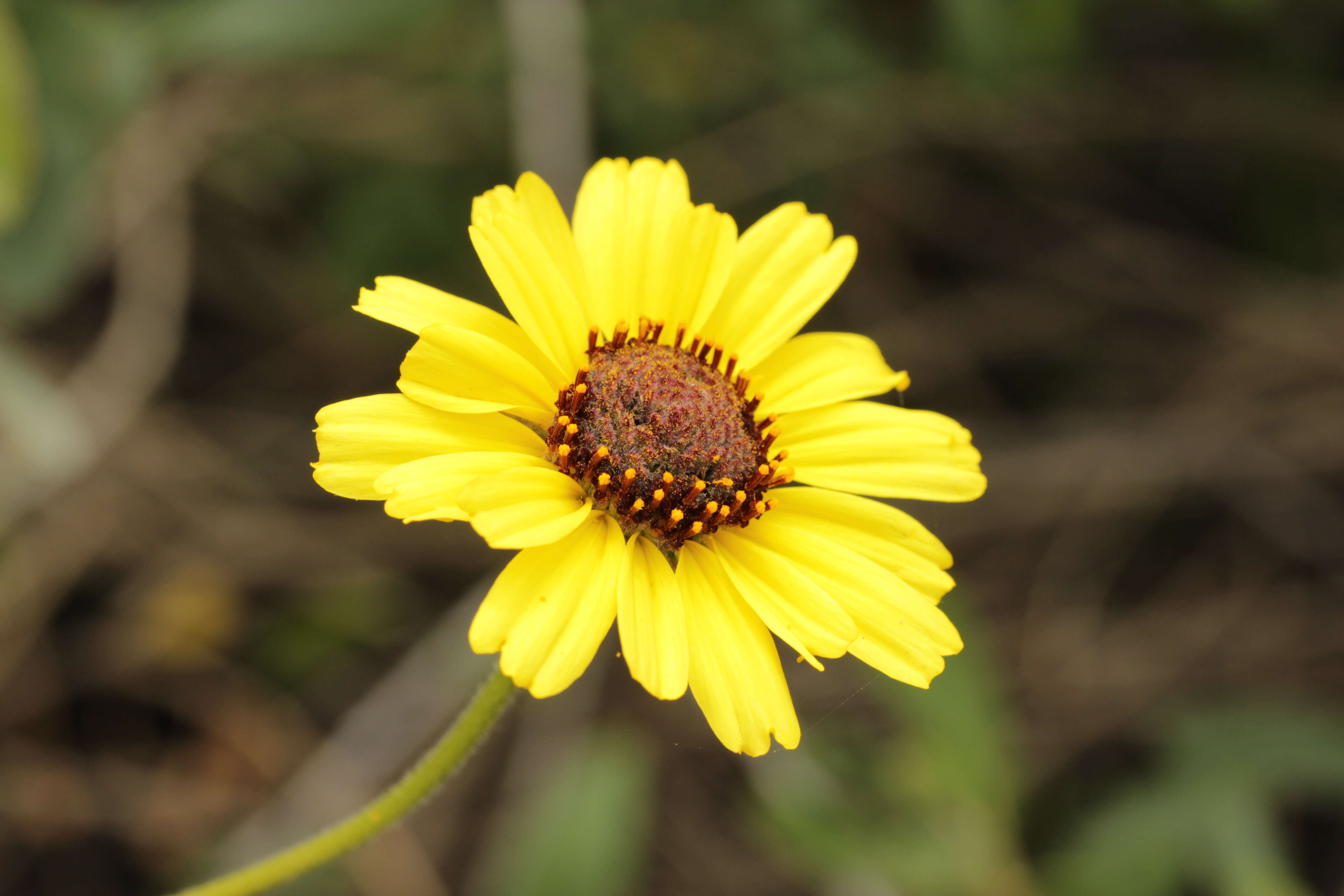 Image of California sunflower