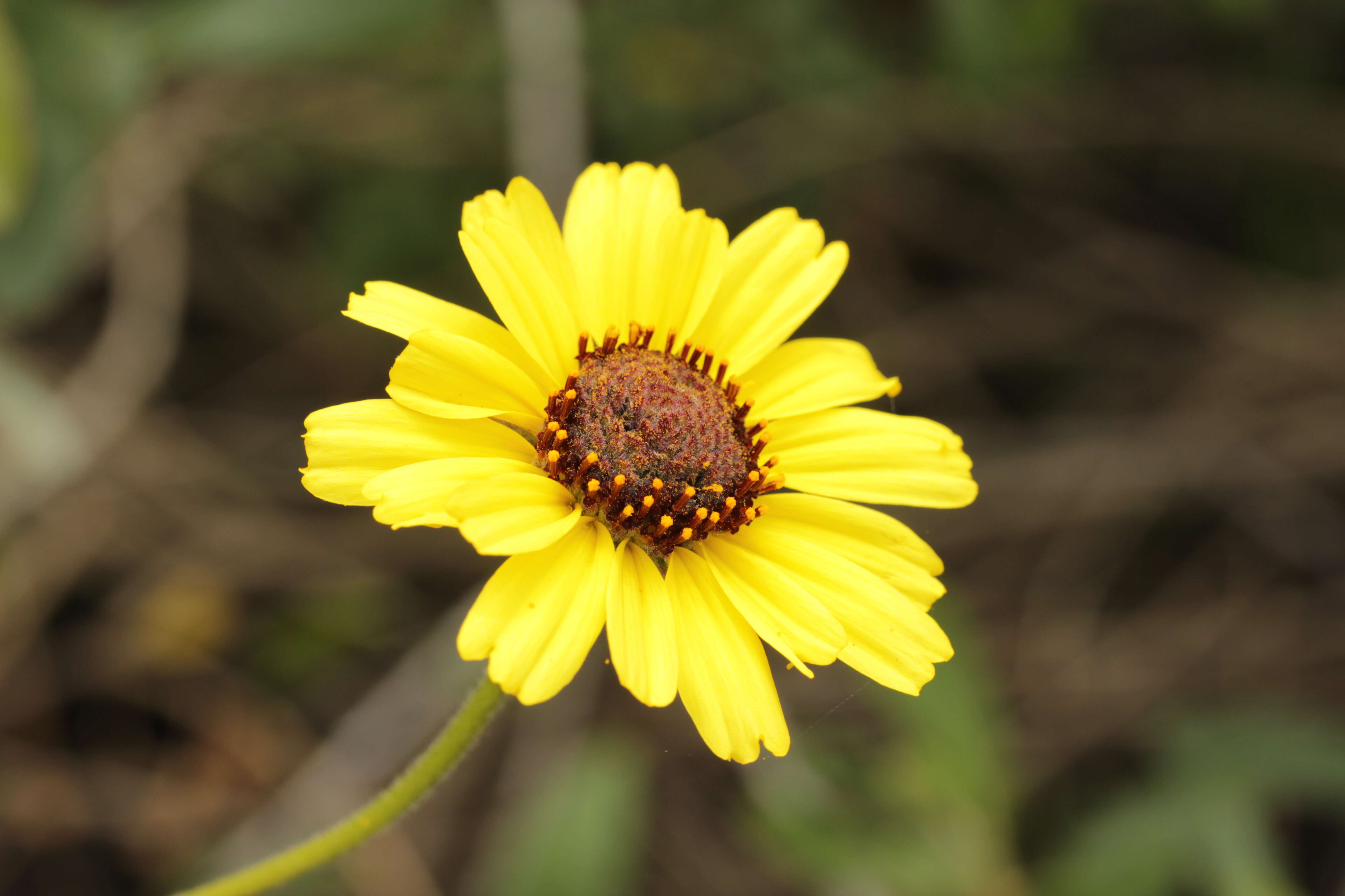 Image of California sunflower