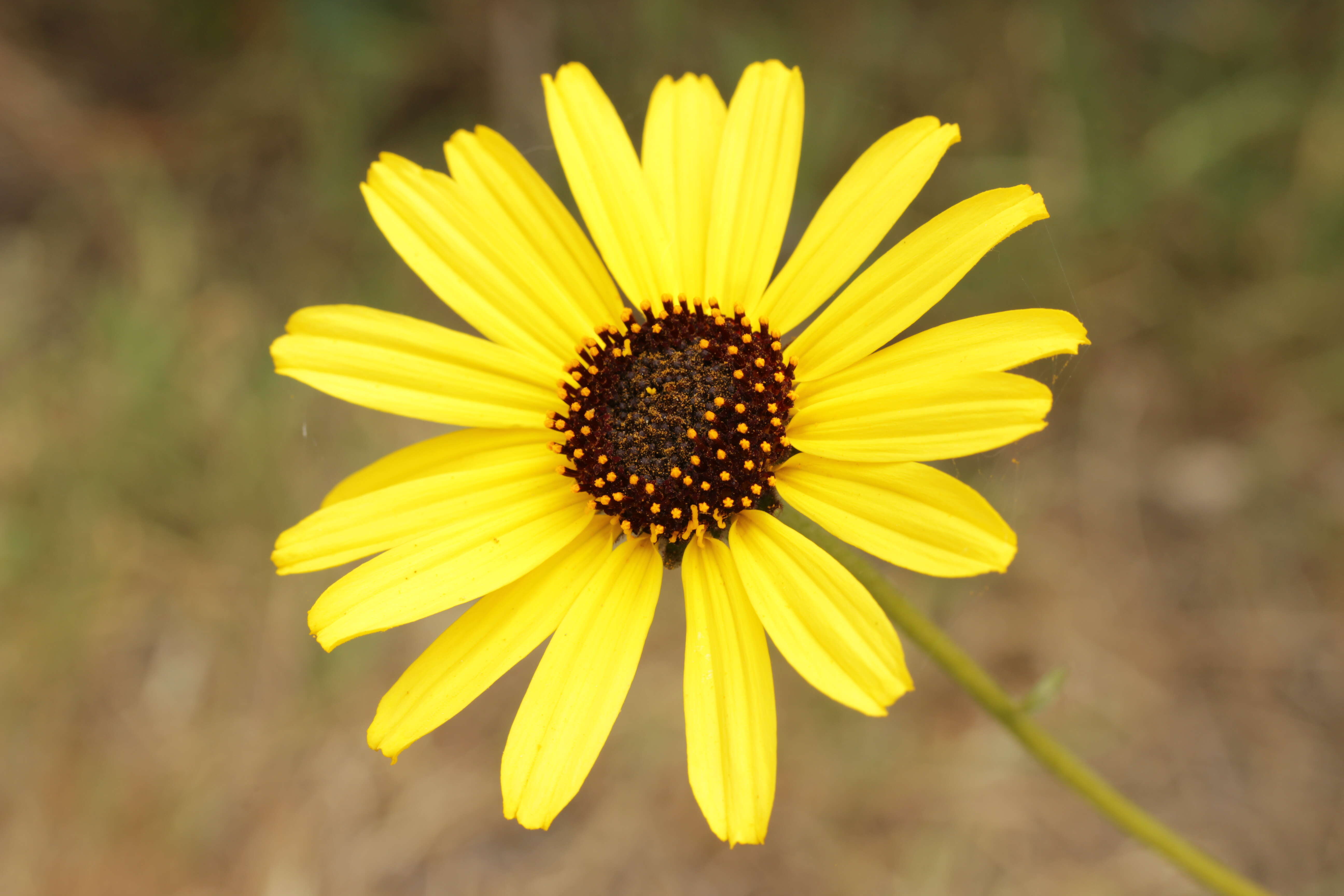 Image of California sunflower