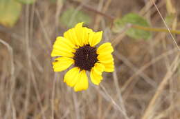 Image of California sunflower