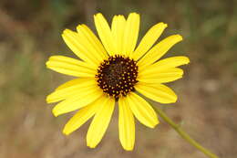 Image of California sunflower