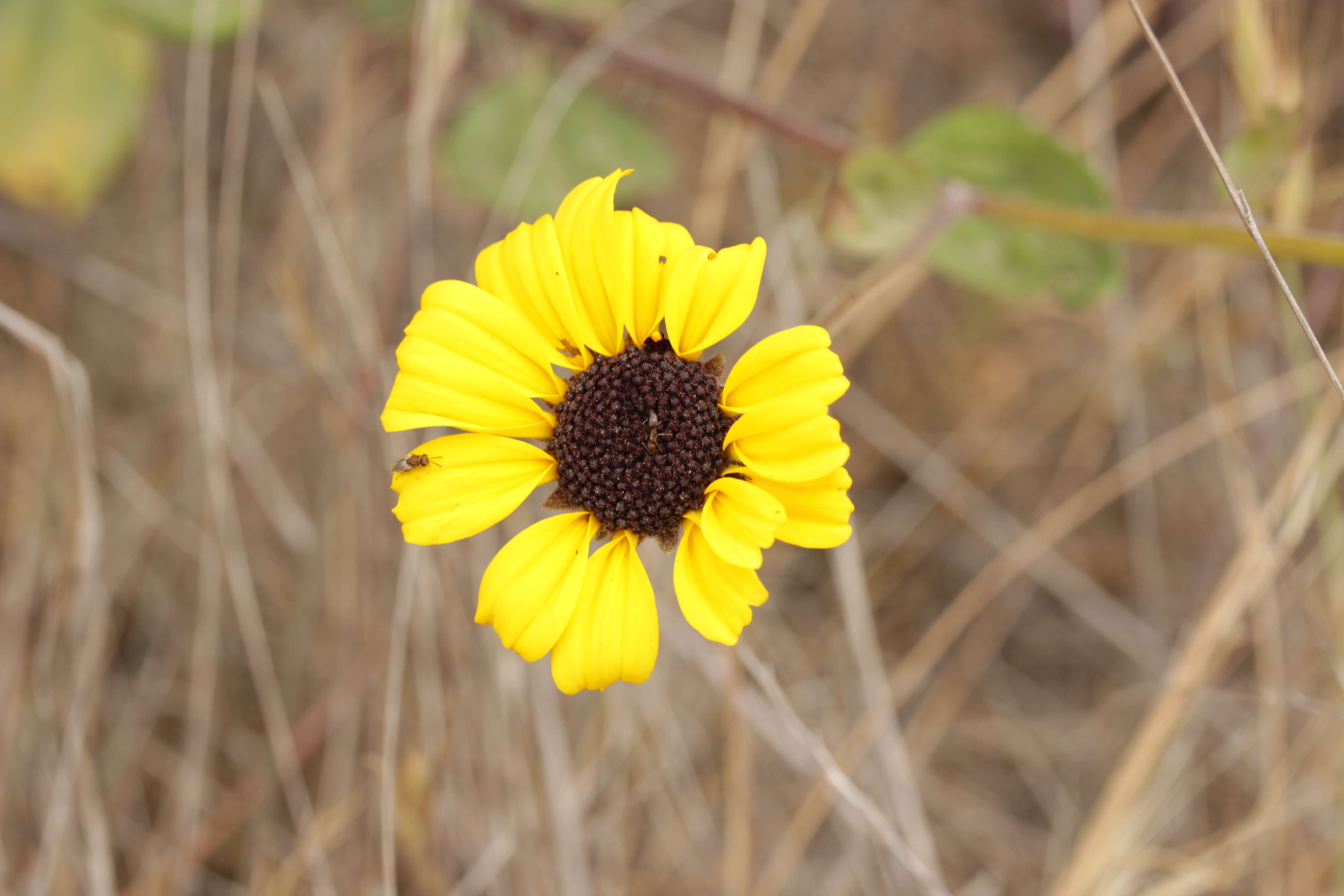 Image of California sunflower