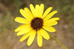 Image of California sunflower