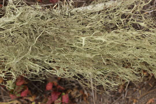 Image of Fishnet;   Menzies' cartilage lichen