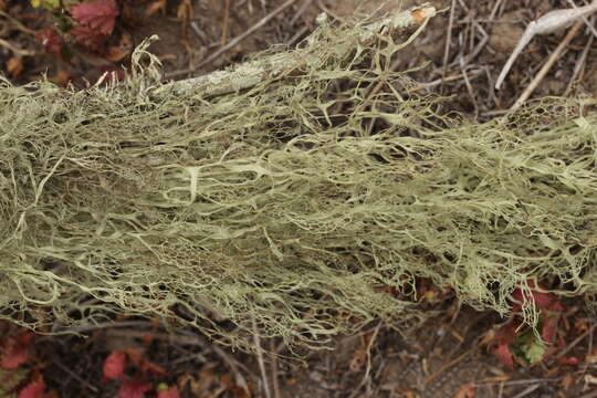 Image of Fishnet;   Menzies' cartilage lichen