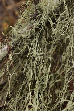 Image of Fishnet;   Menzies' cartilage lichen