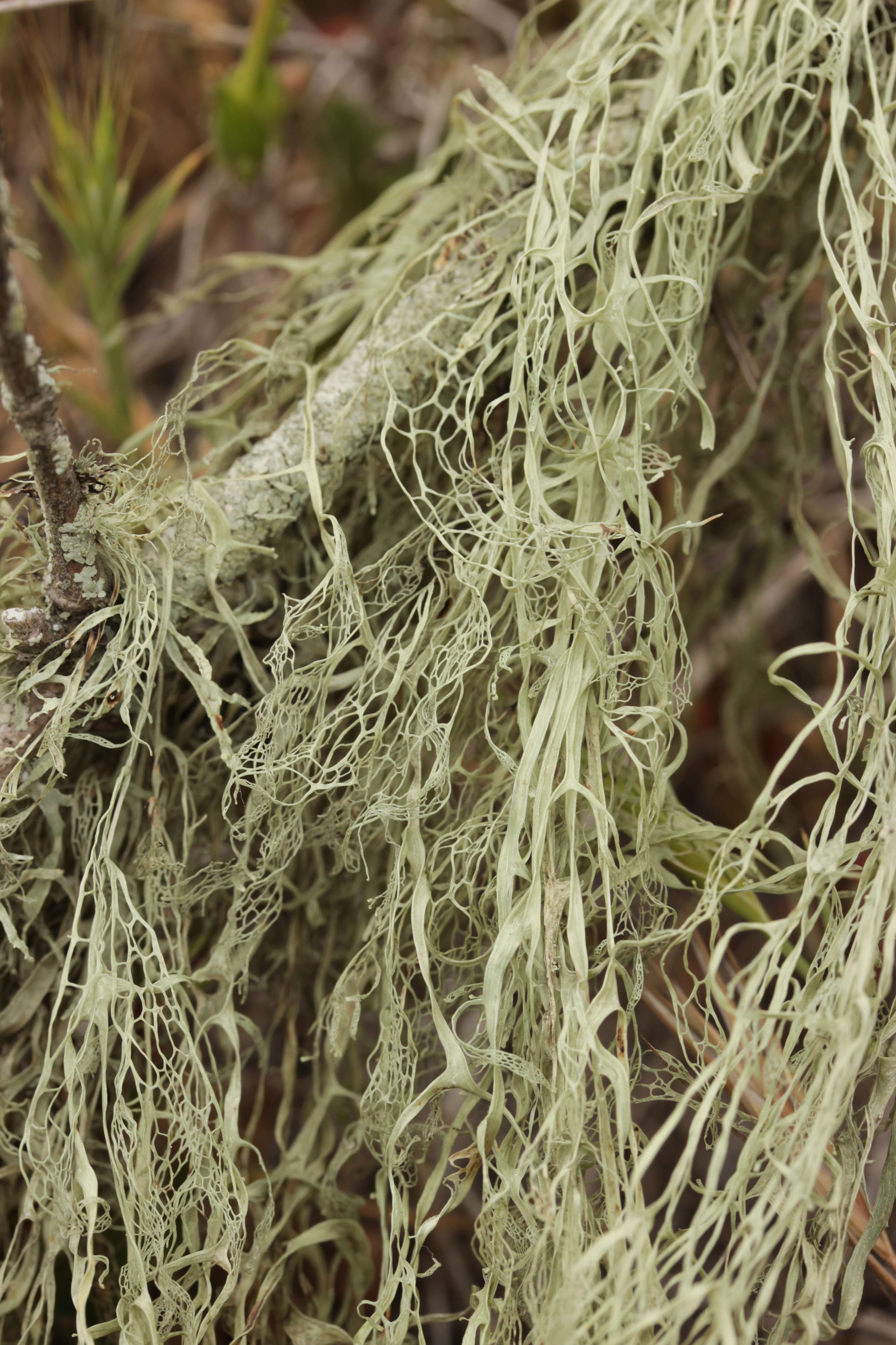 Image of Fishnet;   Menzies' cartilage lichen