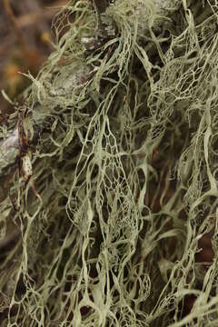 Image of Fishnet;   Menzies' cartilage lichen