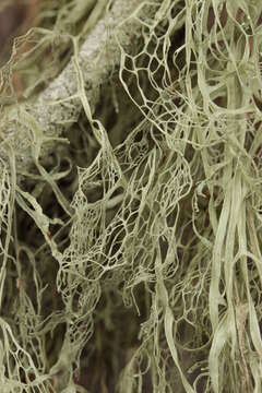 Image of Fishnet;   Menzies' cartilage lichen