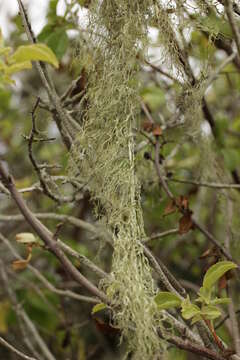 Image of Fishnet;   Menzies' cartilage lichen