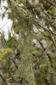 Image of Fishnet;   Menzies' cartilage lichen