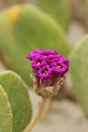 Image of red sand verbena