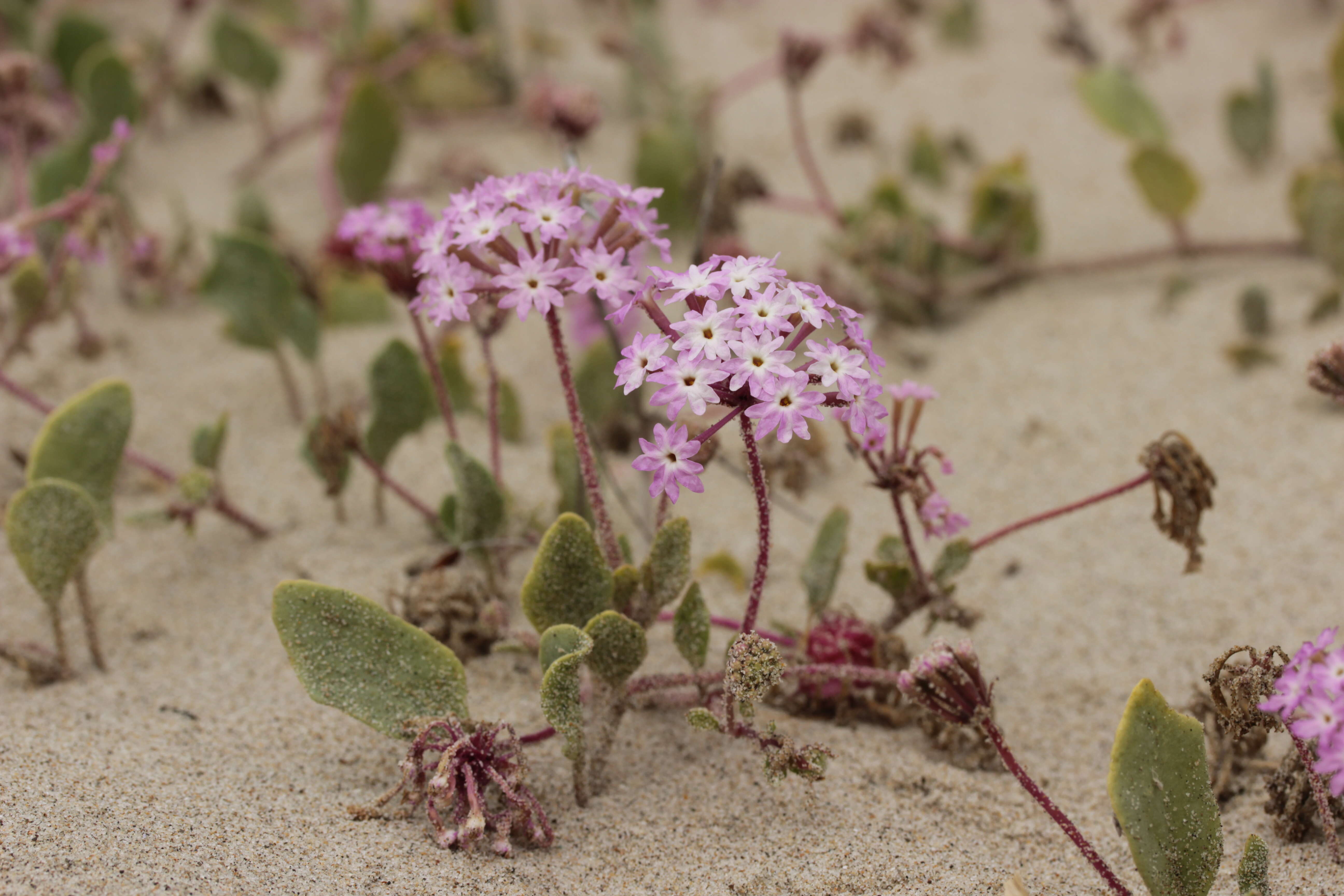 Image of pink sand verbena