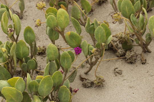 Image of red sand verbena