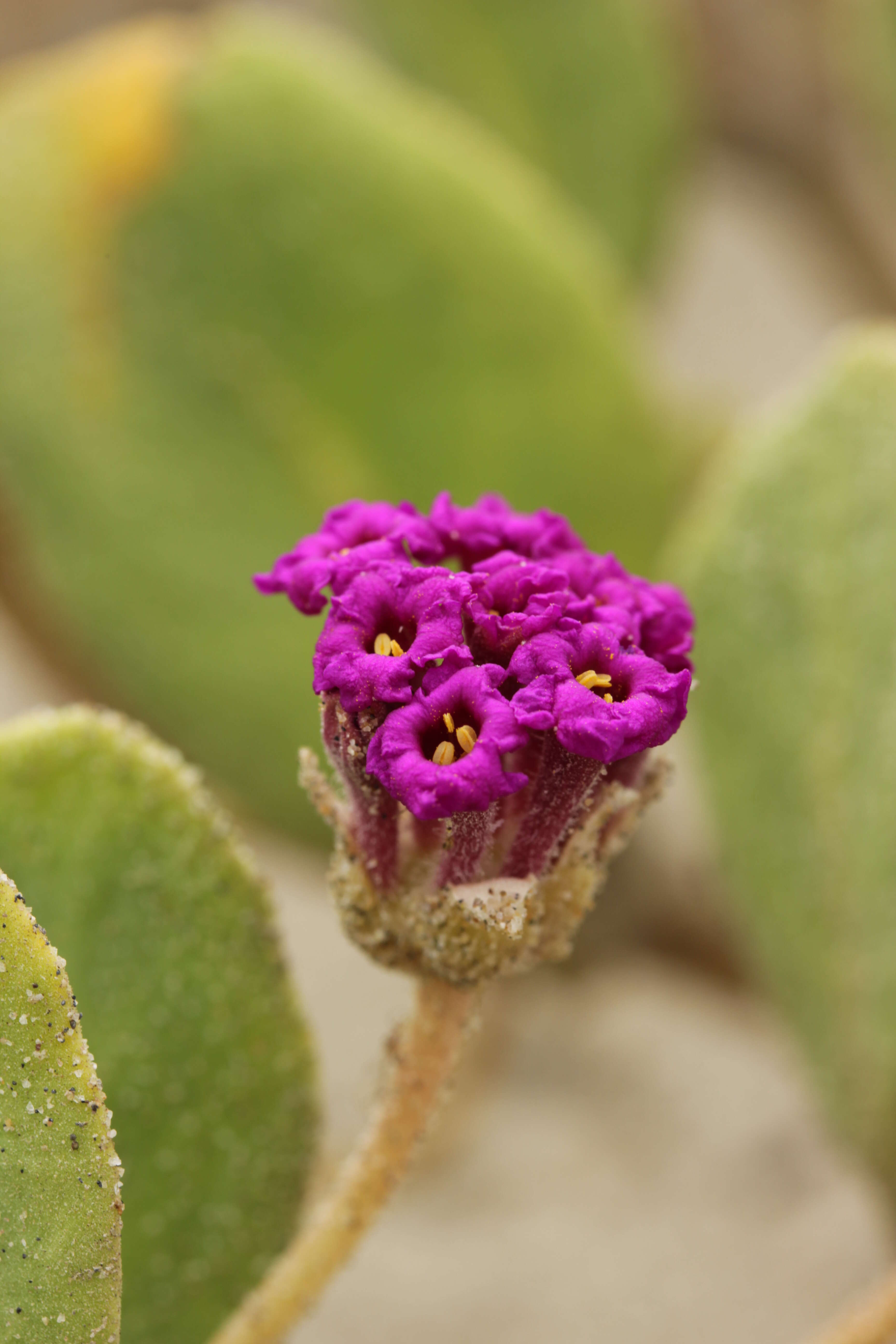 Image of red sand verbena