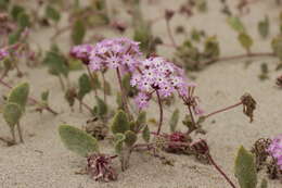 Image of pink sand verbena